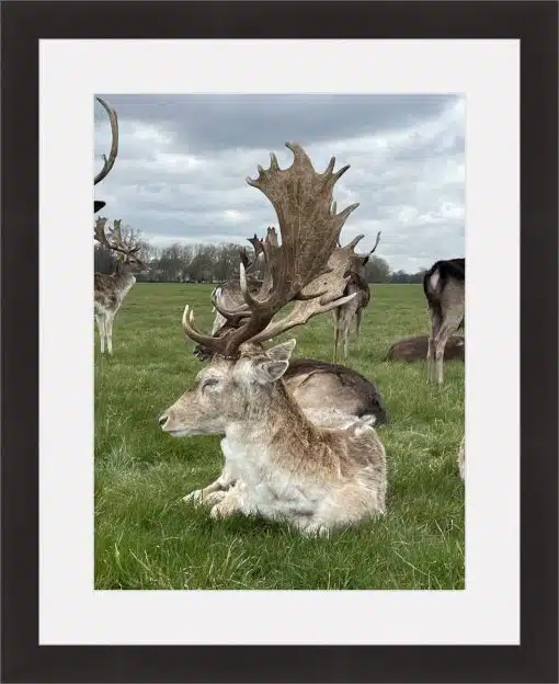 Print & Frame With Matboard & Glass