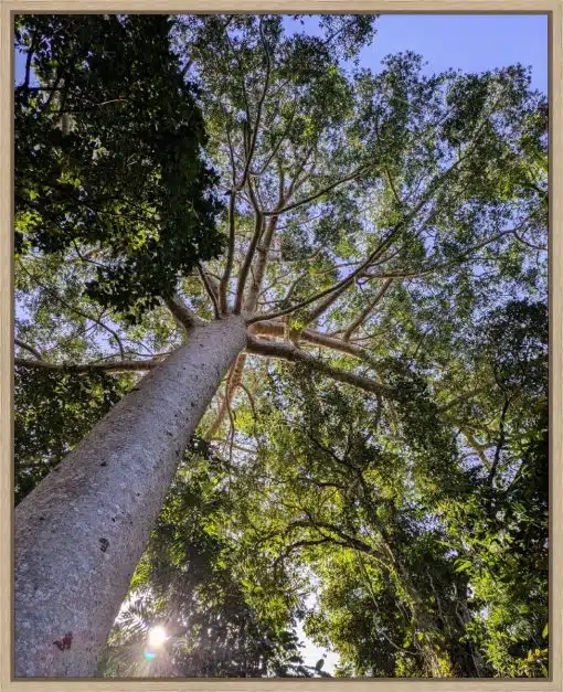 Canvas Print & Frame