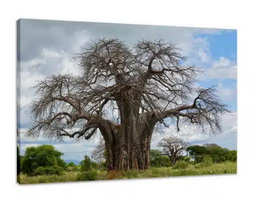 Canvas Print & Stretch