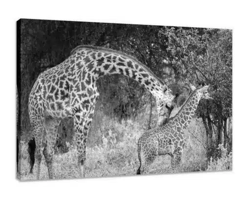 Canvas Print & Stretch