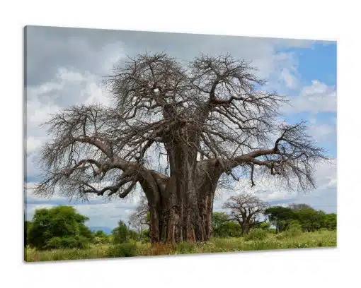 Canvas Print & Stretch