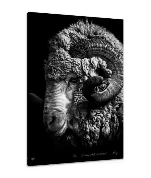 Canvas Print & Stretch