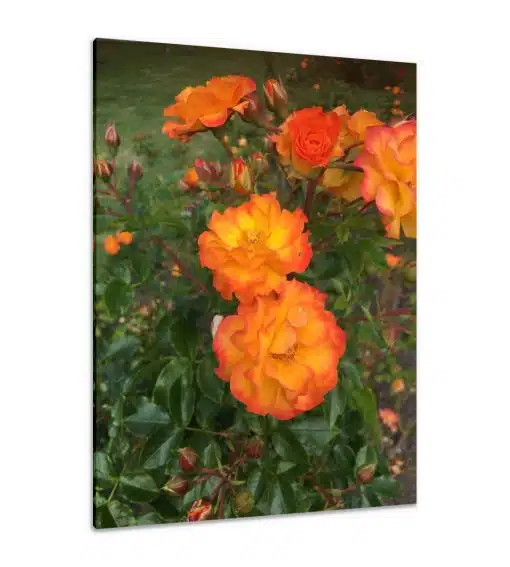Canvas Print & Stretch