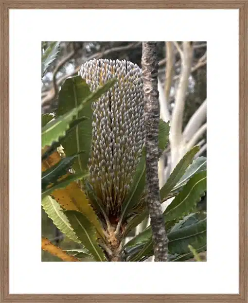 Print & Frame With Matboard & Glass