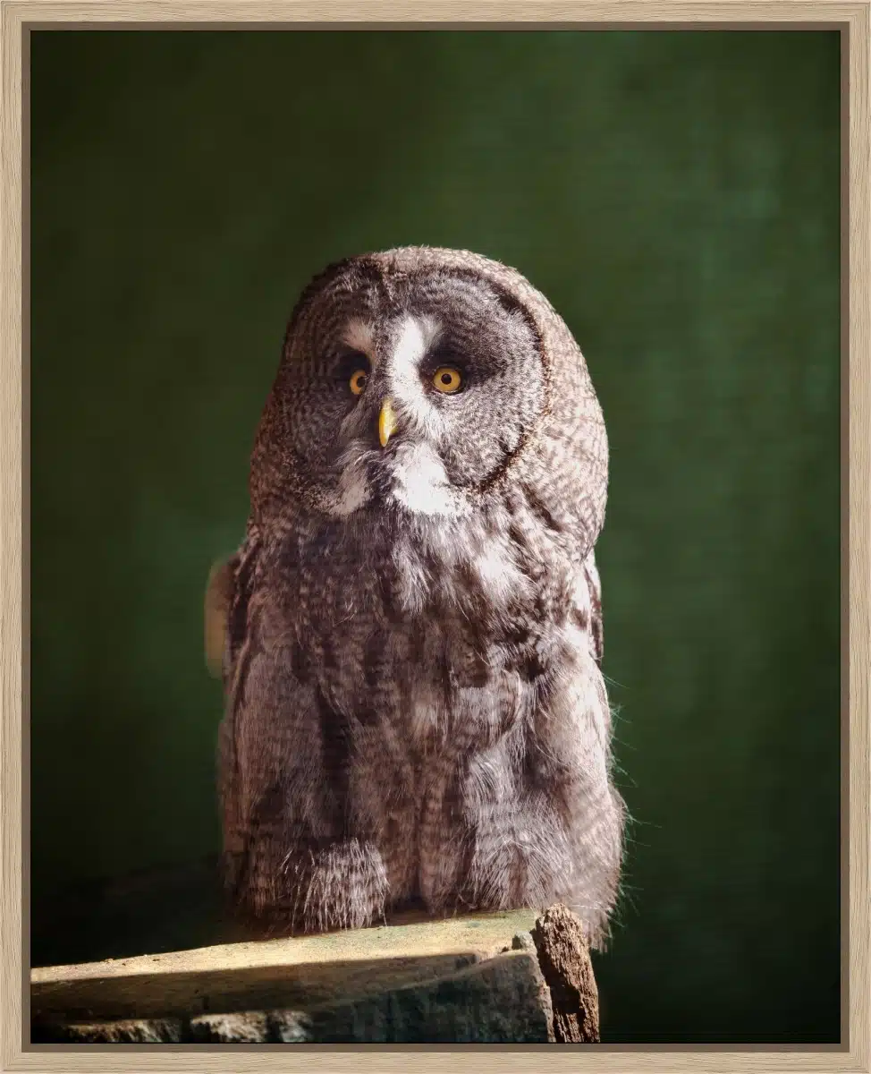 Canvas Print & Frame